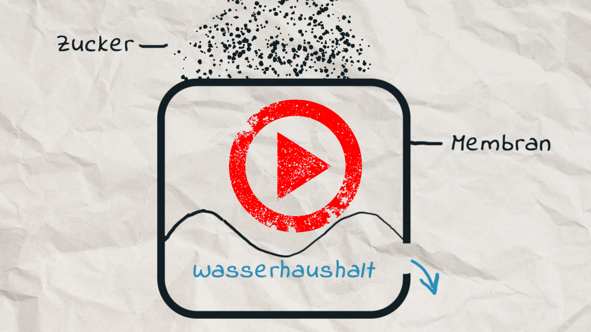YT_Play_BackPackLabsZucker Zwiebel Osmose Experiment YouTube