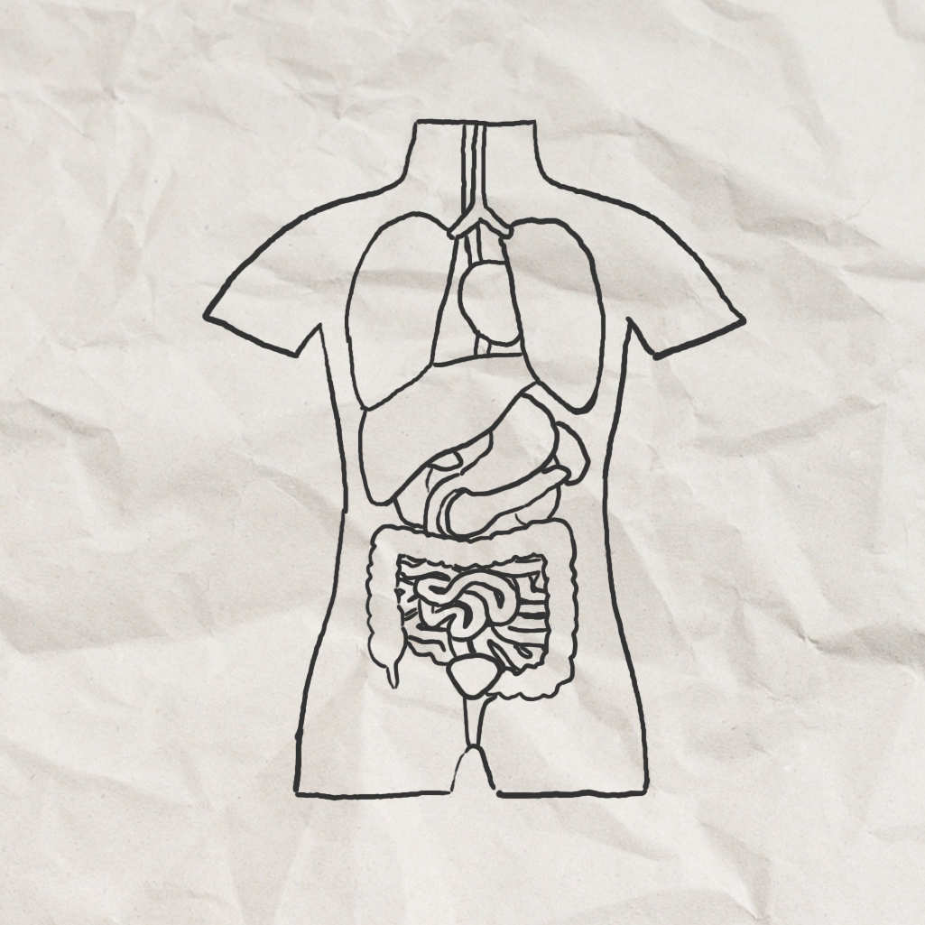 BackPackLabs Icon Biologie Mensch