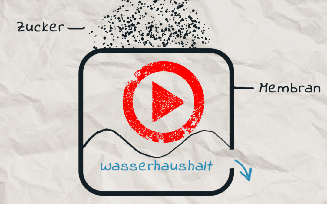 Zwiebel Zucker Osmose