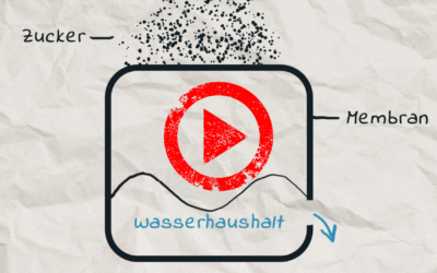 Zwiebel Zucker Osmose